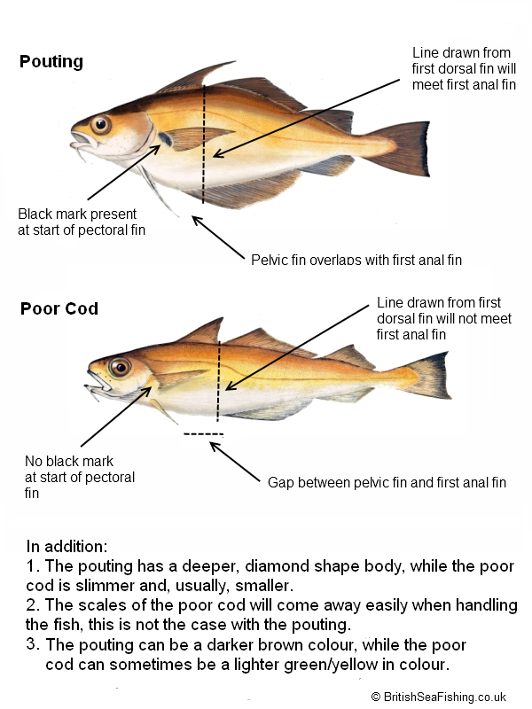 Pouting-Poor-Cod-Identification2.png